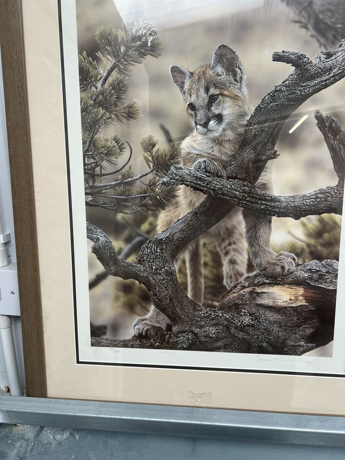 Limited Edition Print Of A Wild Cat photo for sale