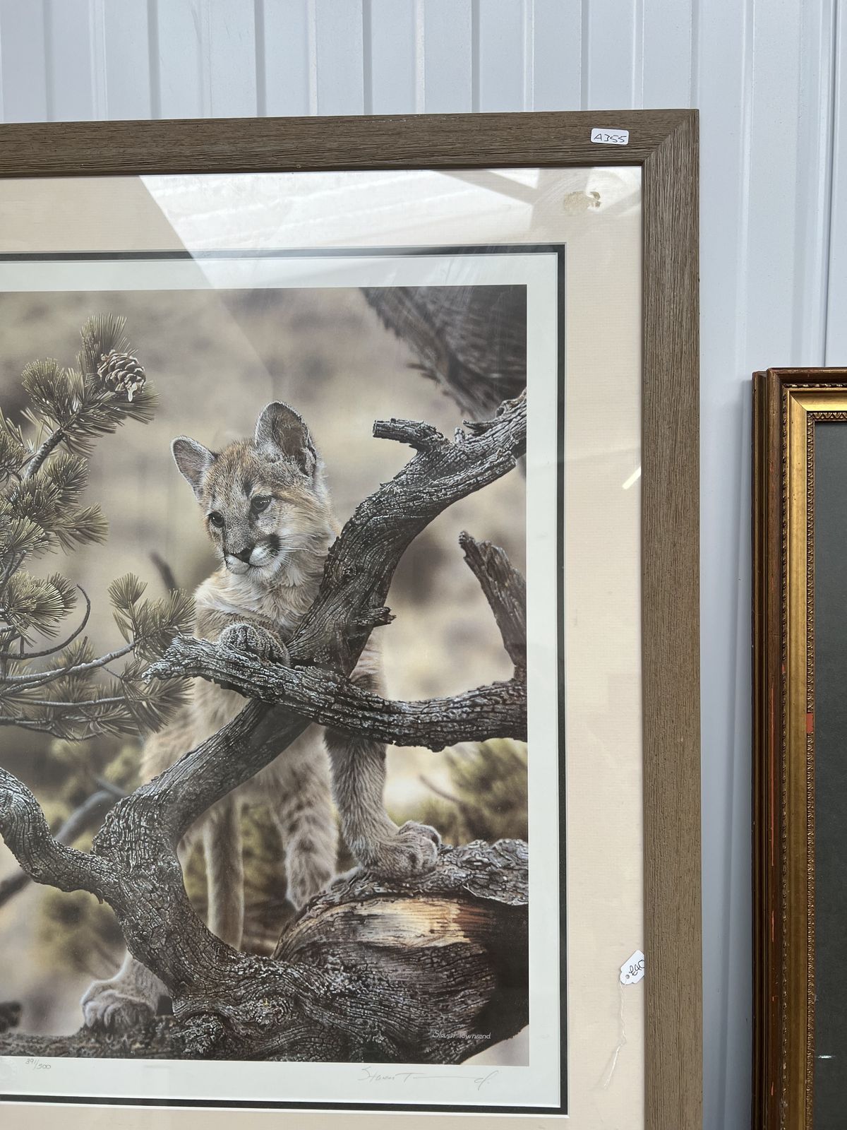 Limited Edition Print Of A Wild Cat photo 50.0