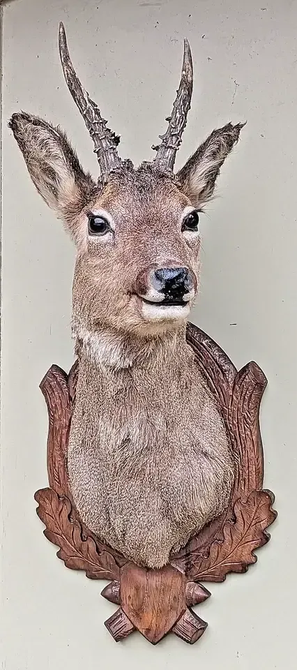 Good Taxidermy Roebuck On Carved Oak Shield photo for sale