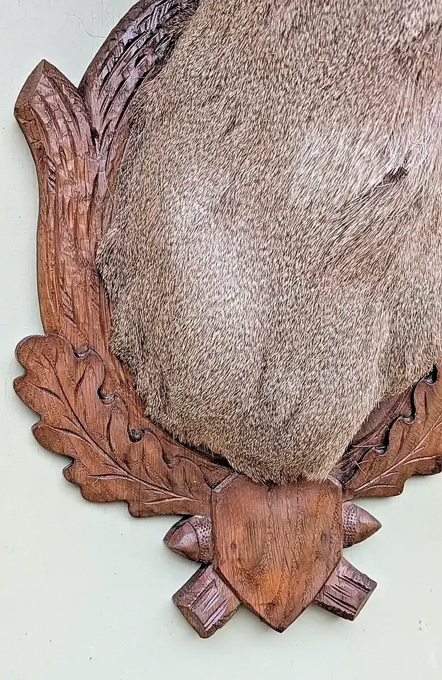 Good Taxidermy Roebuck On Carved Oak Shield photo 395.0