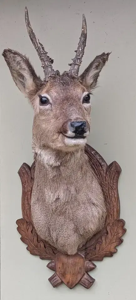 Good Taxidermy Roebuck On Carved Oak Shield photo buy