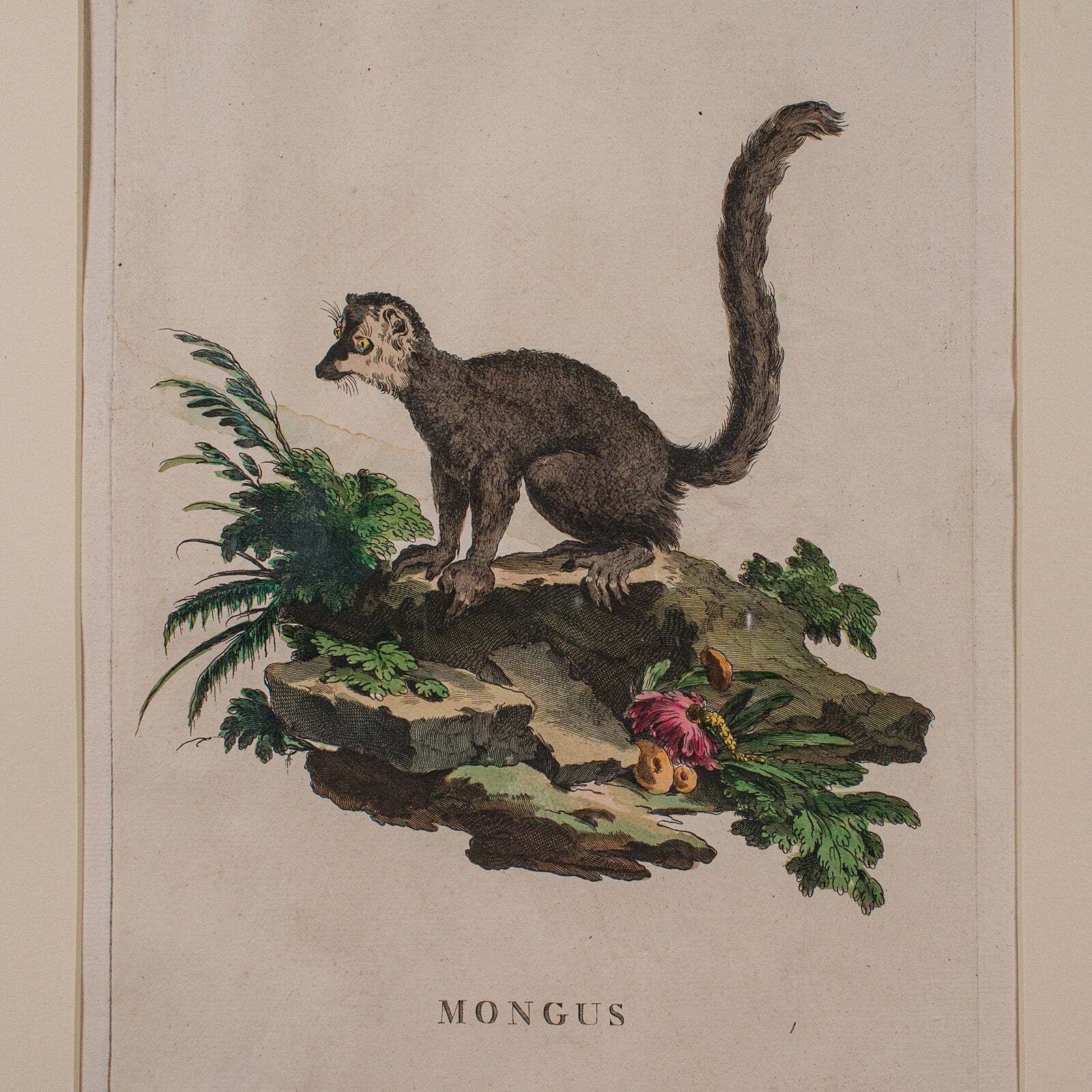 Pair Of Antique Animal Portraits, French, Framed Pictures, Natural Art, Georgian photo 1318.0