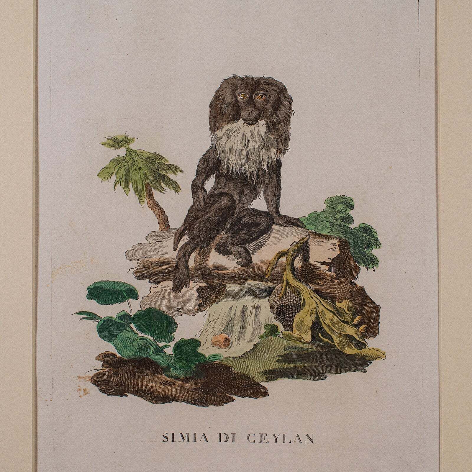 Pair Of Antique Animal Portraits, French, Framed Pictures, Natural Art, Georgian photo vinterior