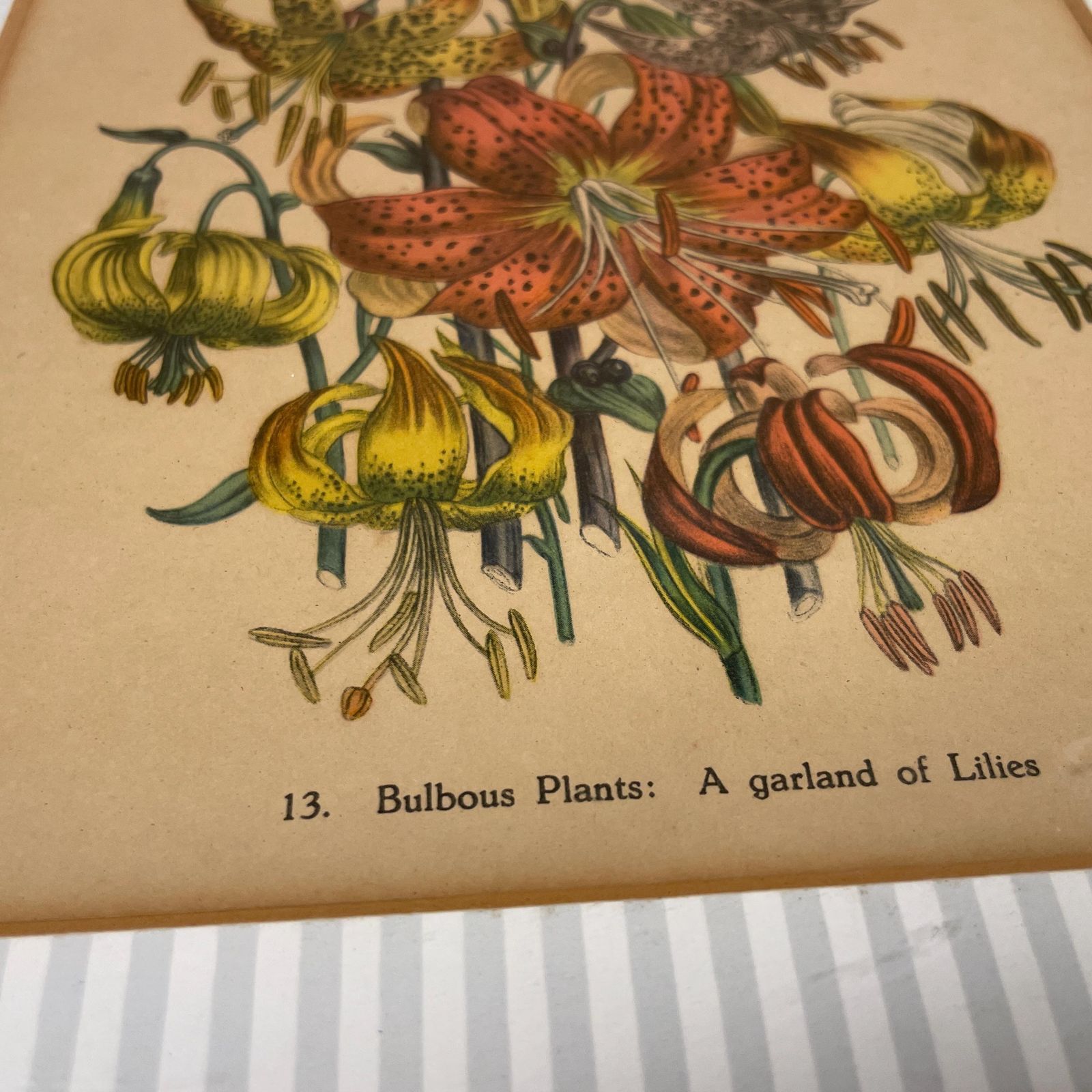 photo furniture Antique Botanical Lily Print Framed Victorian Chromolithograph Floral Wall Art Picture Bulbous Plants: A Garland Of Lilies Wooden Frame