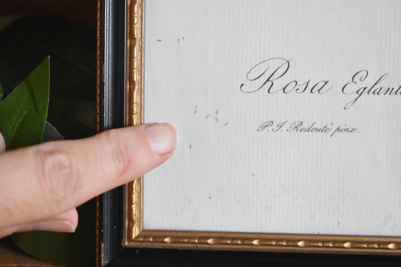 Vintage Set Of 6 Black Framed Rose Prints Flower Aged Wooden Frame Gallery Wall photo for sale