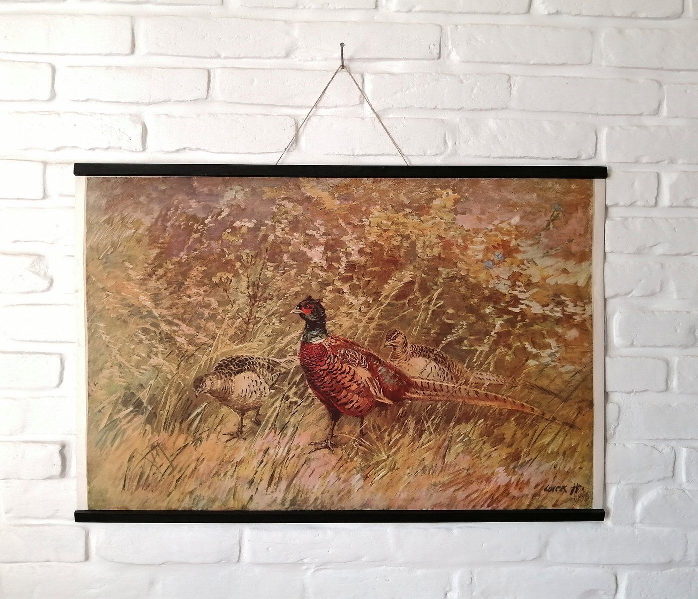 Poster Of Pheasant, 1950s photo Art