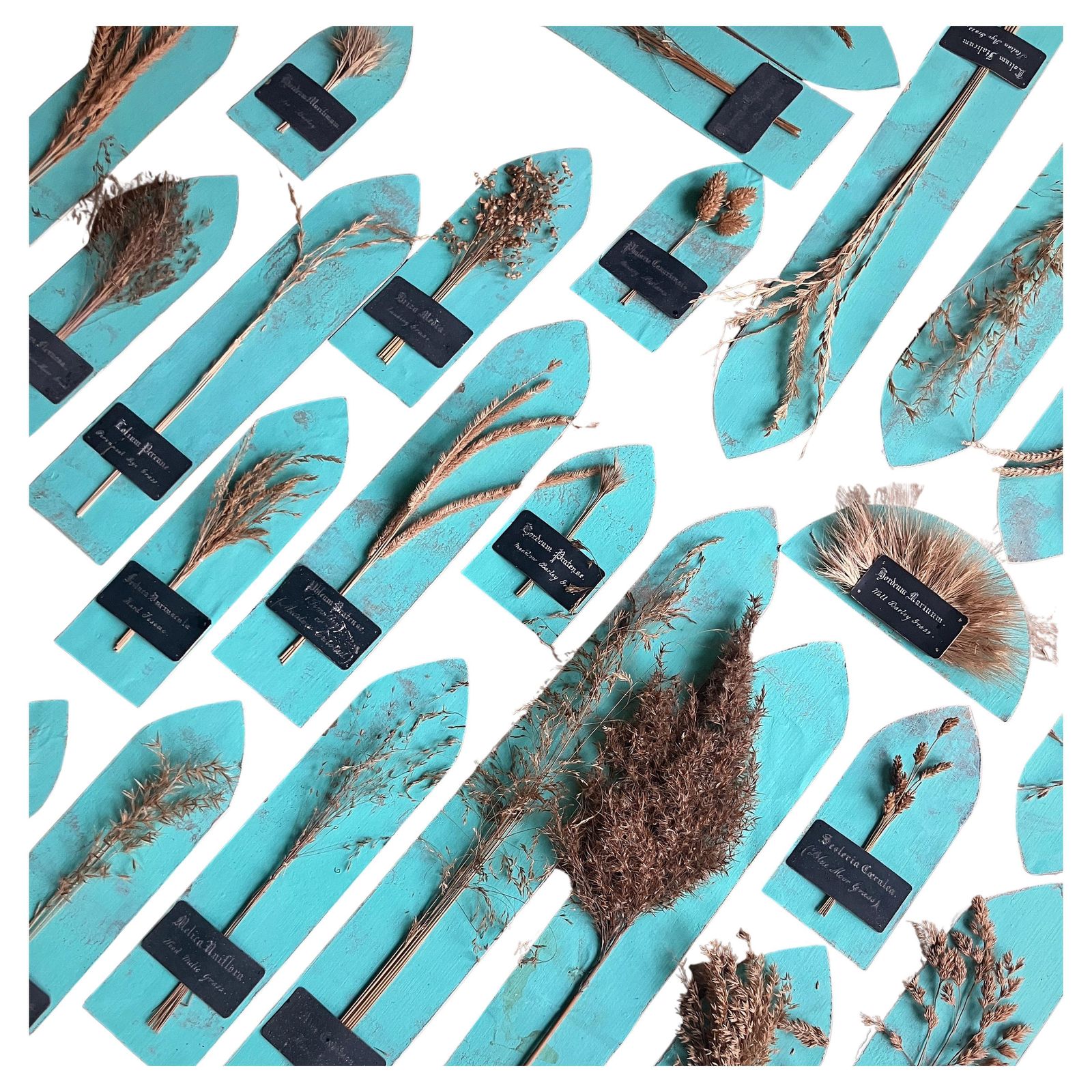 Collection Of 47 19th Century Dried Grass & Wheat Specimens Herbarium Botanical