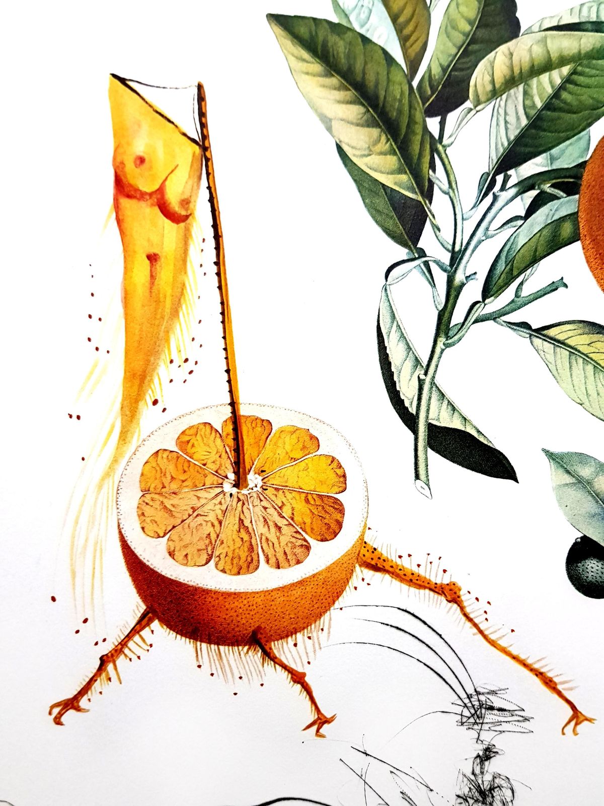 Salvador Dalí­Salvador Dali   Erotic Grapefruit   Original Hand Signed Lithograph1969 photo buy