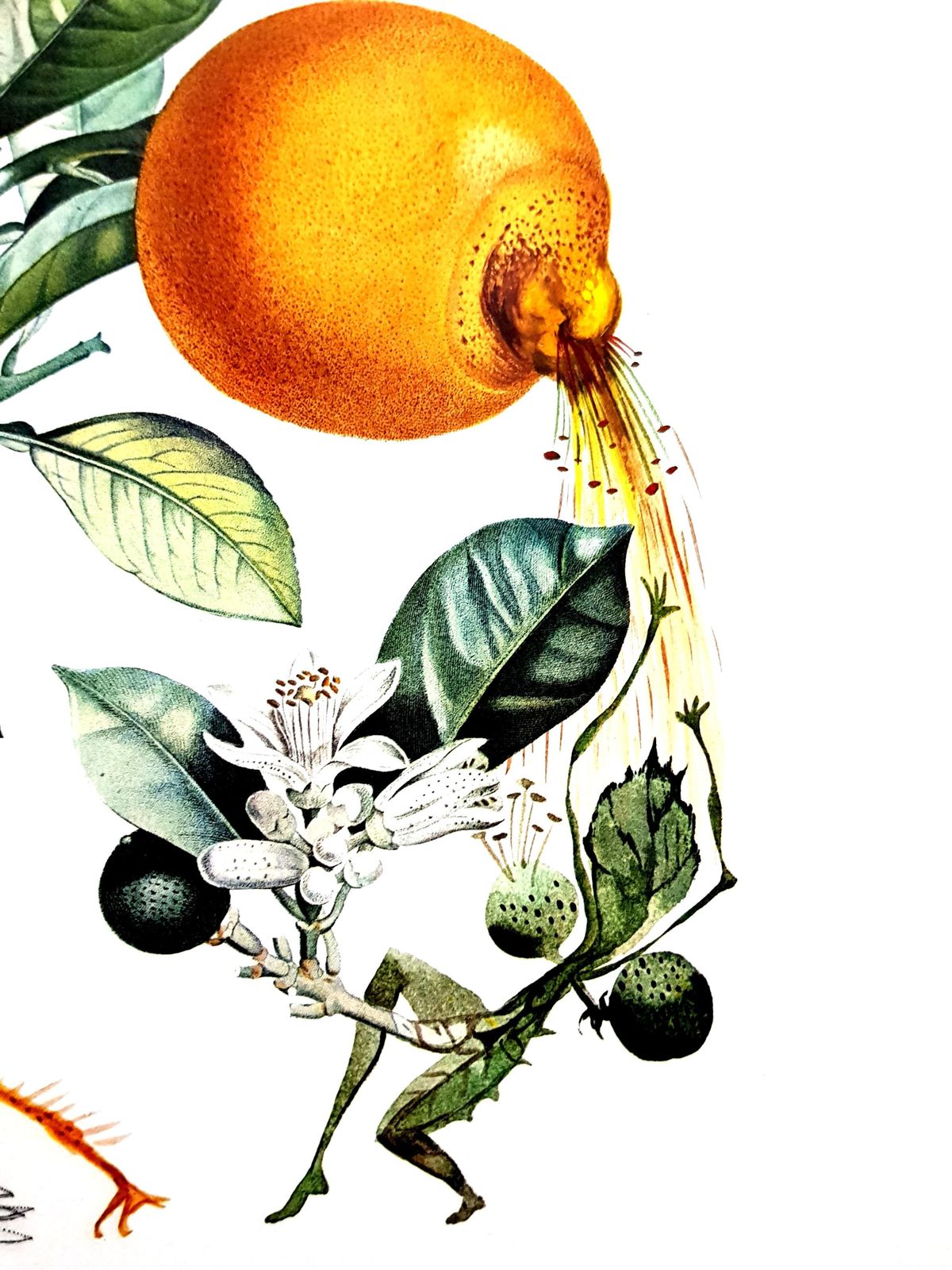 photo for sale Salvador Dalí­Salvador Dali   Erotic Grapefruit   Original Hand Signed Lithograph1969