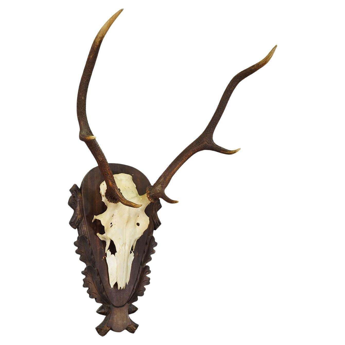 Large Black Forest Red Deer Trophy On Carved Plaque   Germany 1930
