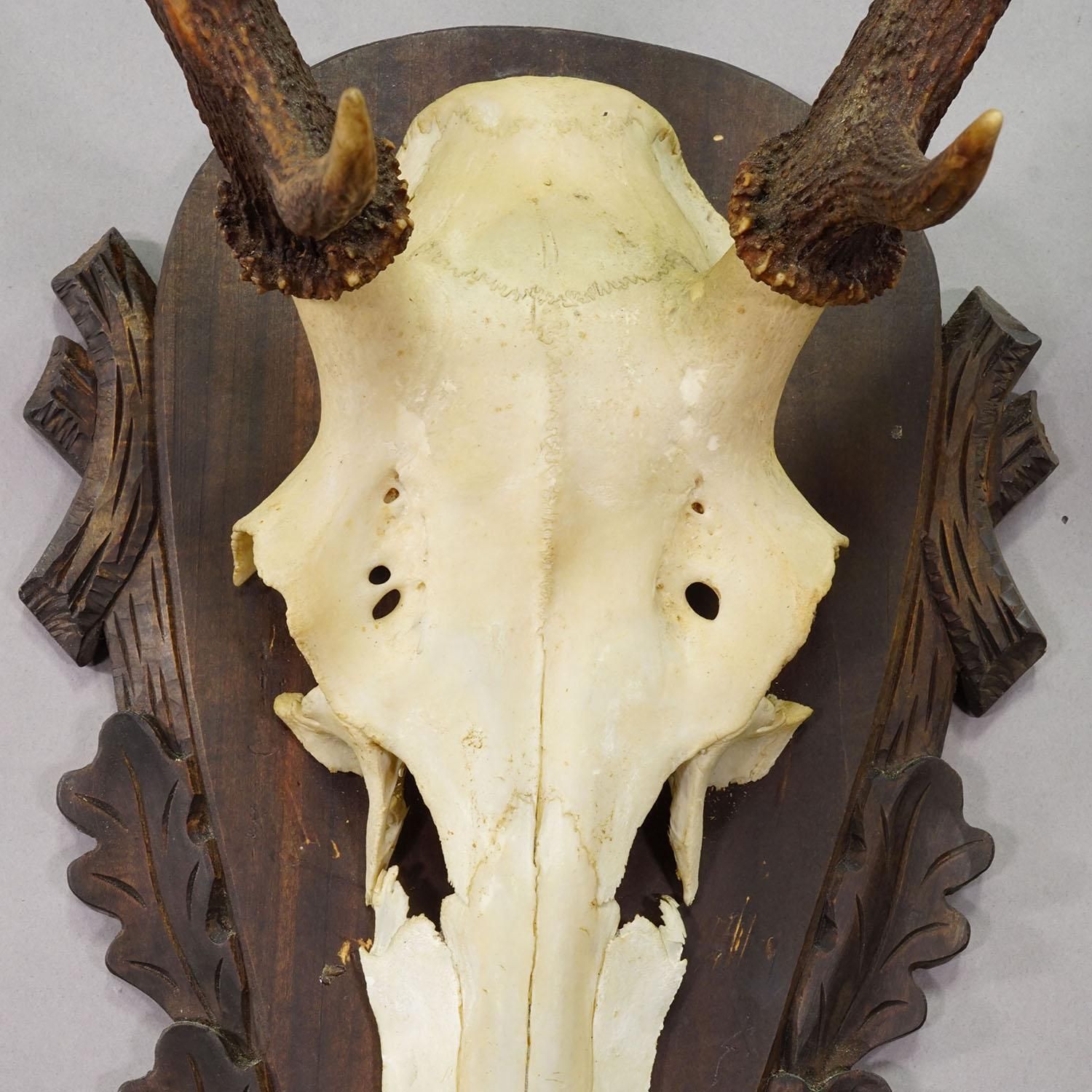 Large Black Forest Red Deer Trophy On Carved Plaque   Germany 1930 photo Home Decor
