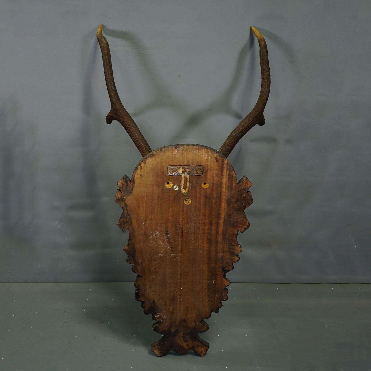 Large Black Forest Red Deer Trophy On Carved Plaque   Germany 1930 photo buy