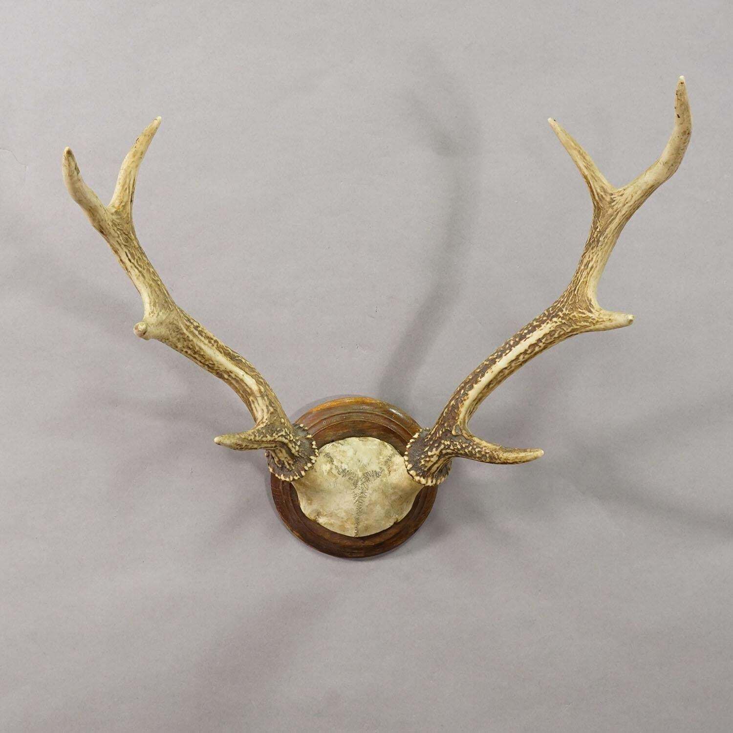 Big Black Forest Red Deer Trophy On Turned Plaque   Germany 1930 photo furniture