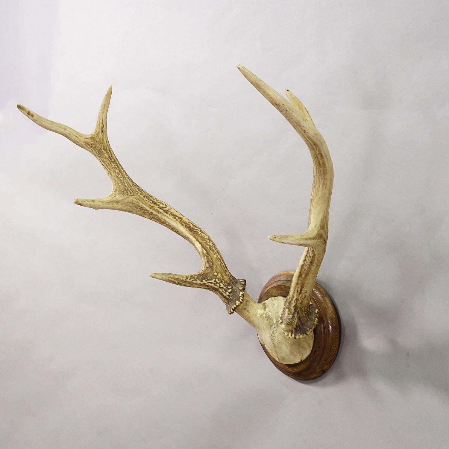 Big Black Forest Red Deer Trophy On Turned Plaque   Germany 1930 photo for sale