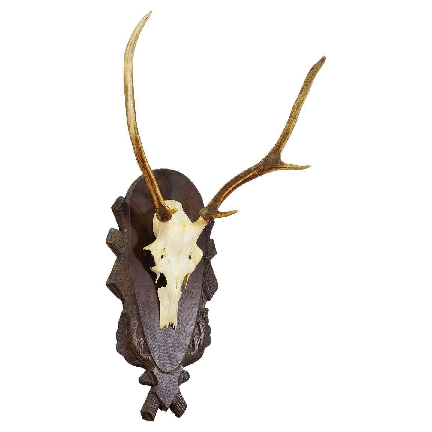Large Black Forest Red Deer Trophy On Carved Plaque   Germany Ca. 1935