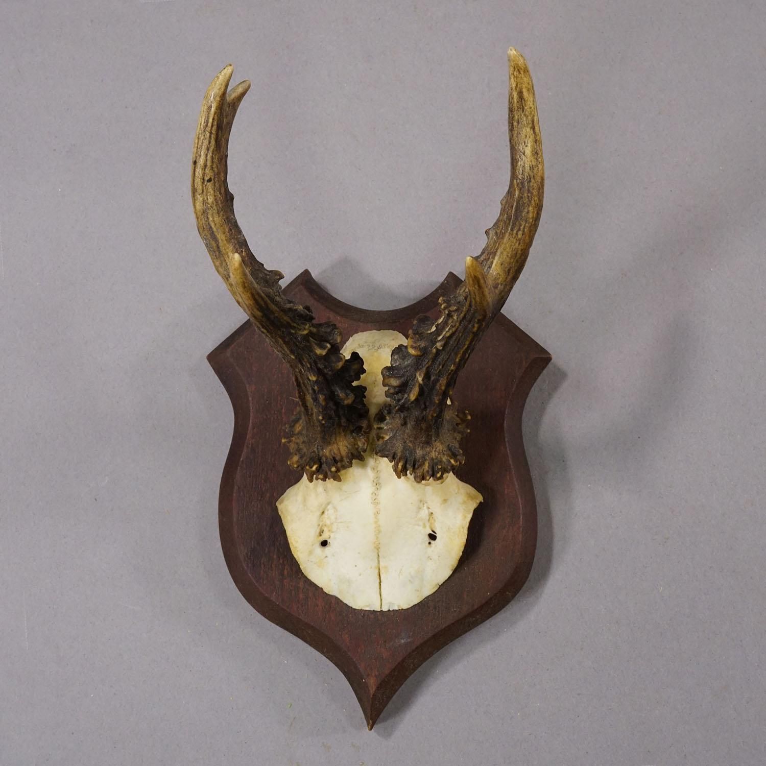 Antique Roe Deer Trophy On Turned Plaque, Germany Ca. 1930s photo furniture