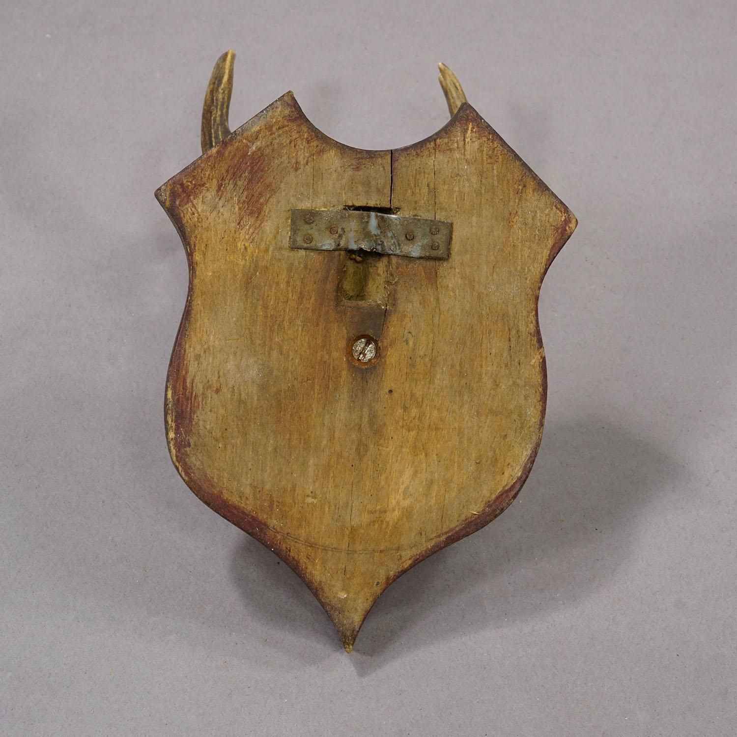 Antique Roe Deer Trophy On Turned Plaque, Germany Ca. 1930s photo vinterior