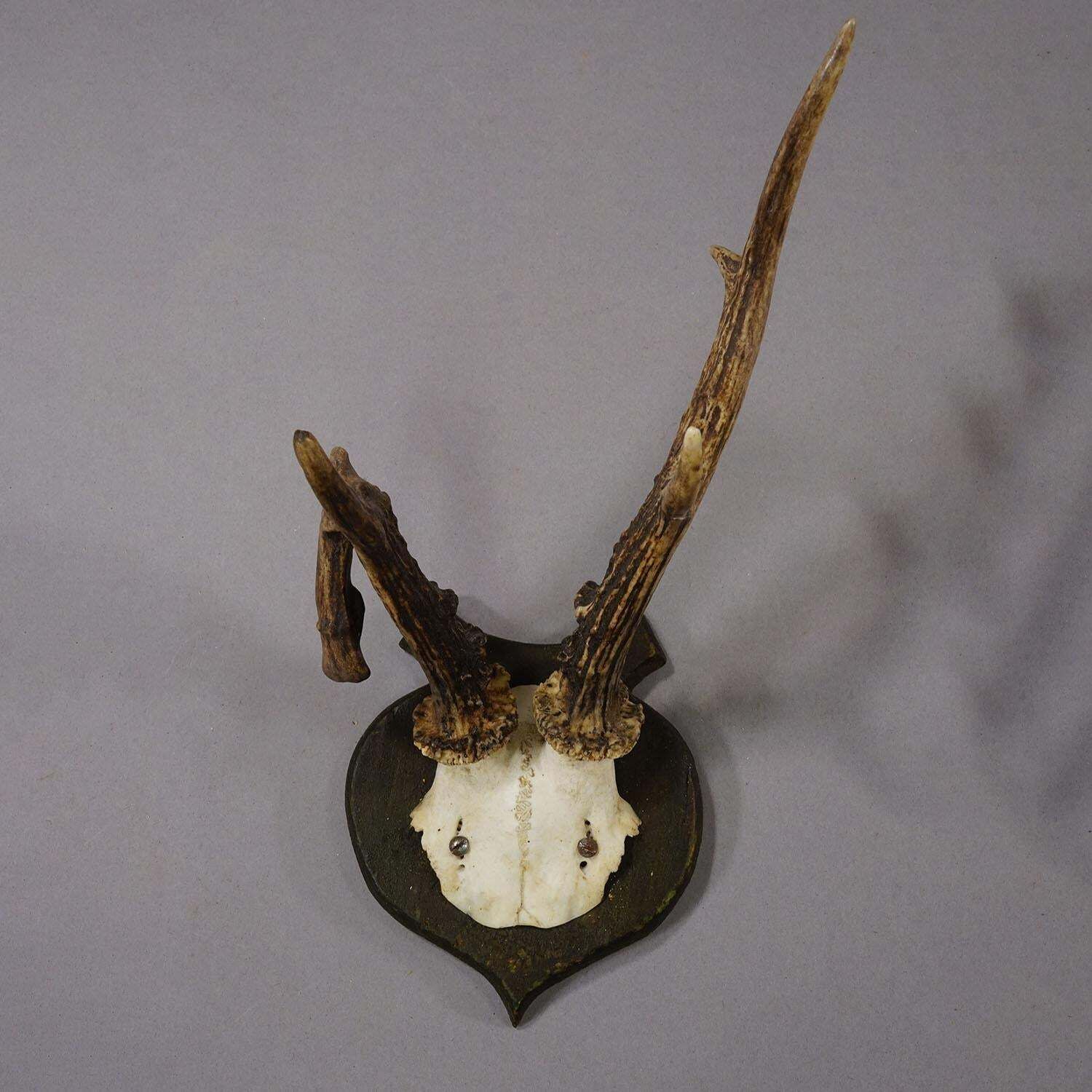 Abnorm Deer Trophy On Turned Plaque, Germany Ca. 1930s photo furniture