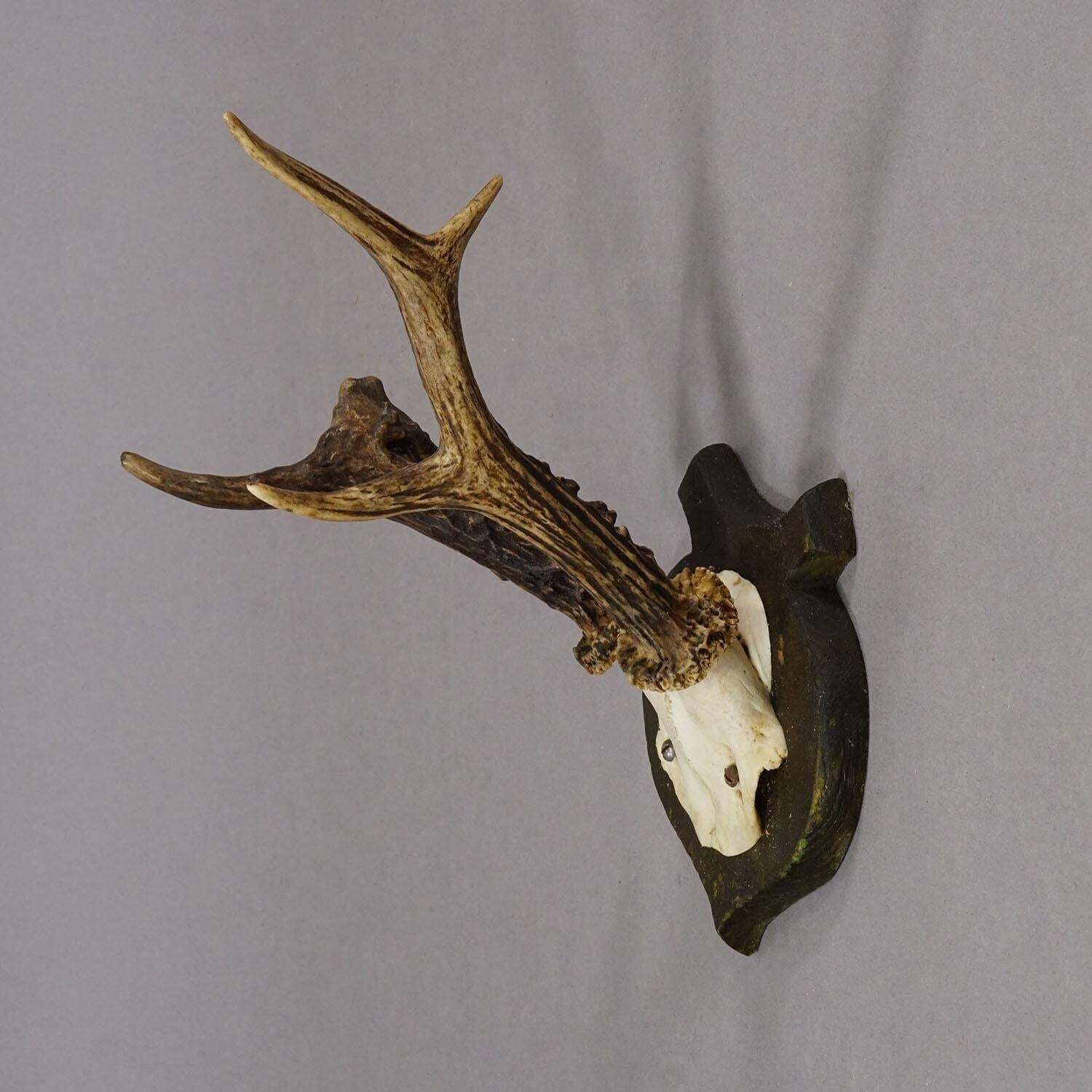 Abnorm Deer Trophy On Turned Plaque, Germany Ca. 1930s photo for sale