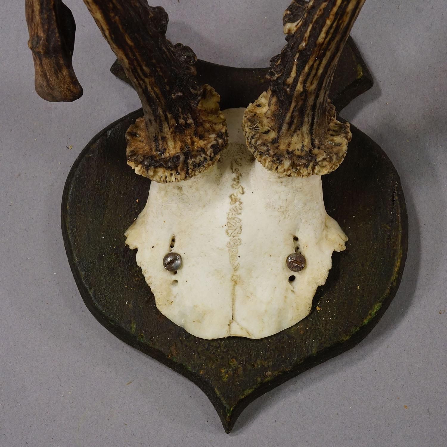Abnorm Deer Trophy On Turned Plaque, Germany Ca. 1930s photo 194.0