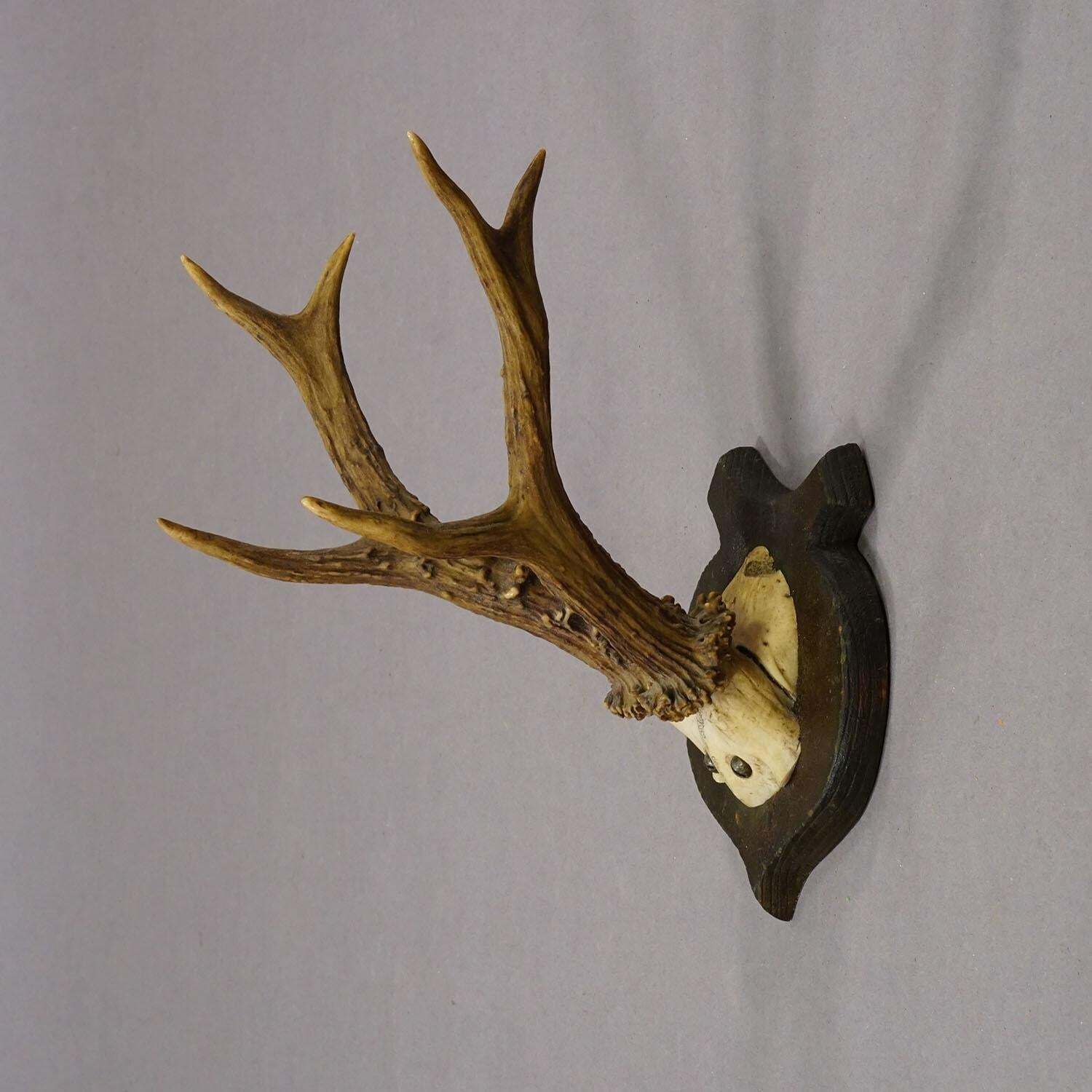 Lovely Antique Roe Deer Trophy On Wooden Plaque, Germany Ca.1930s photo for sale