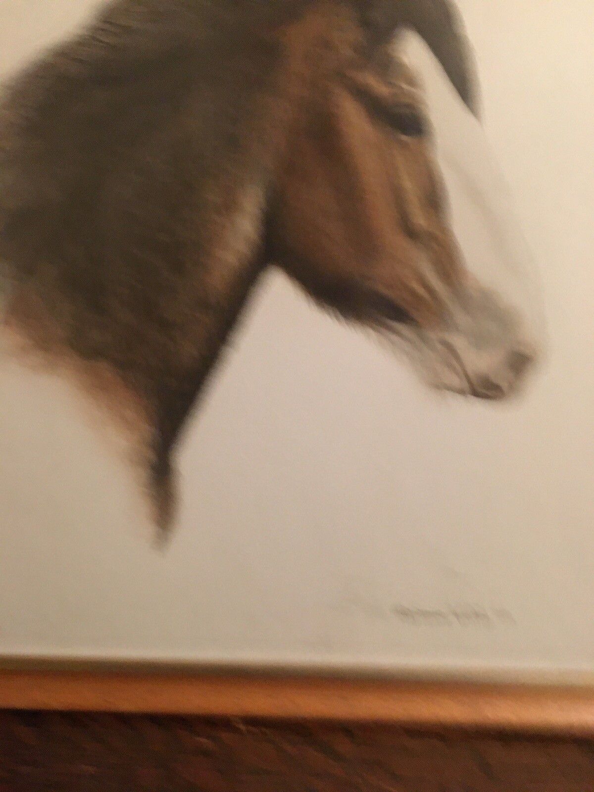 photo for sale Vintage Original Watercolour Painting Shire Horse 1979 Adrienne Walsh Equestrian