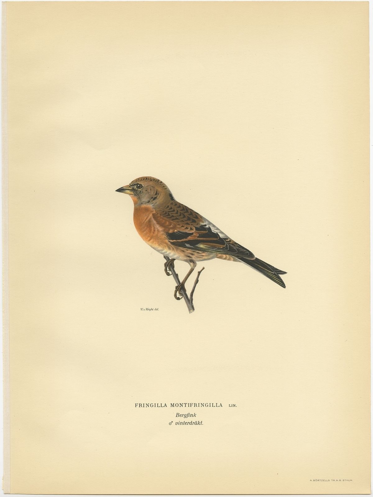 Antique Bird Print Of A Male Brambling By Von Wright (1927)