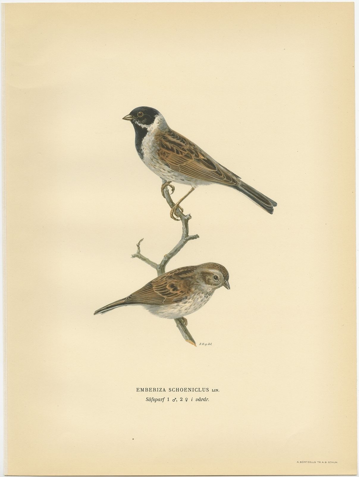 Antique Bird Print Of The Common Reed Bunting By Von Wright (1927)