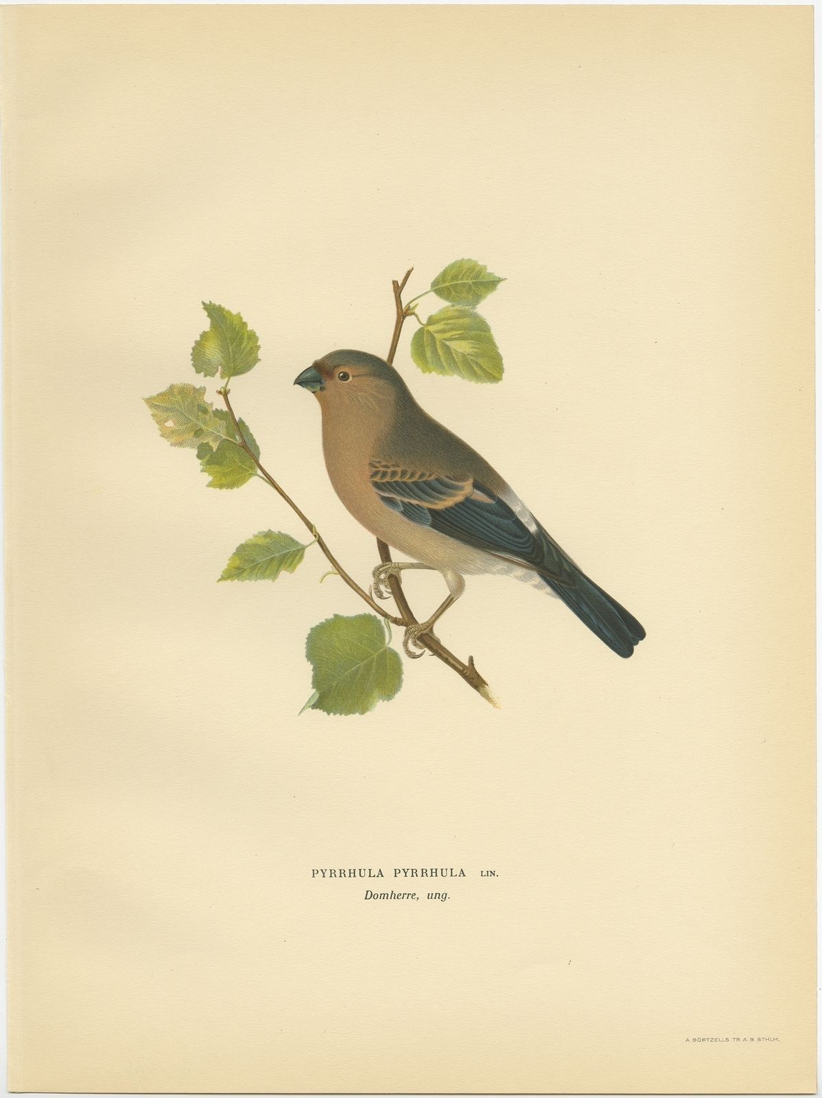 Antique Bird Print Of The Eurasian Bullfinch By Von Wright (1927)