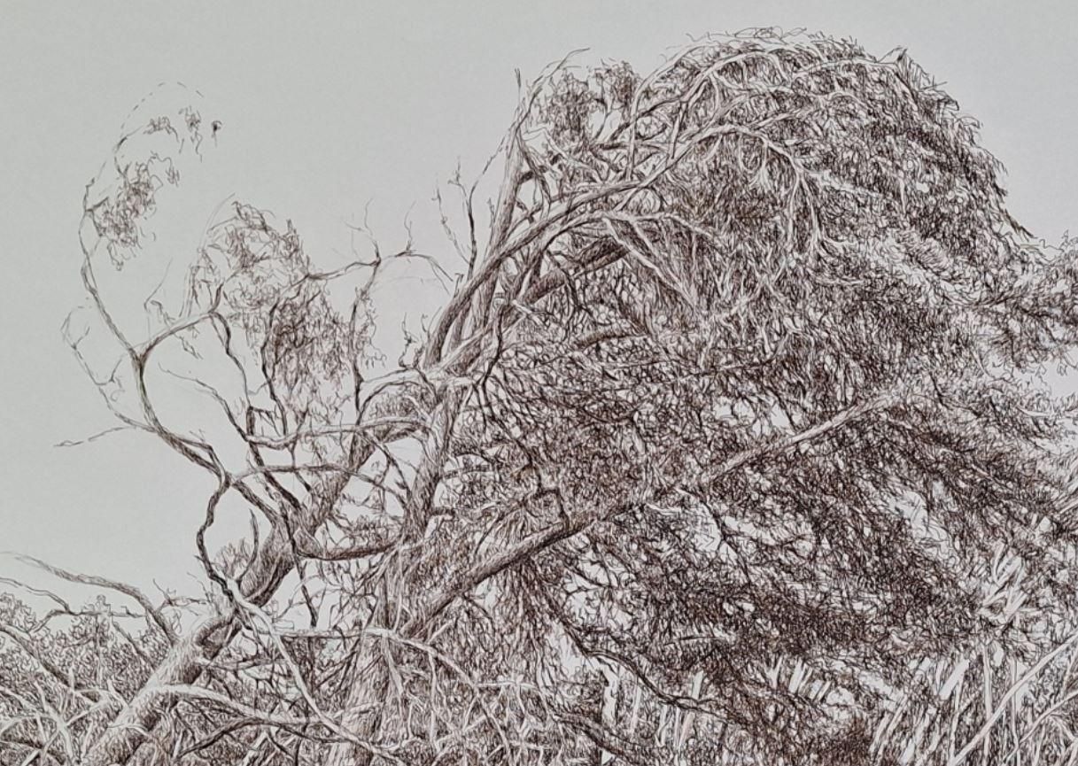 Elżbieta Siegoczyńskapine Trees. Figurative Drawing, Landscape, Realistic, Polish Artist2025 photo furniture