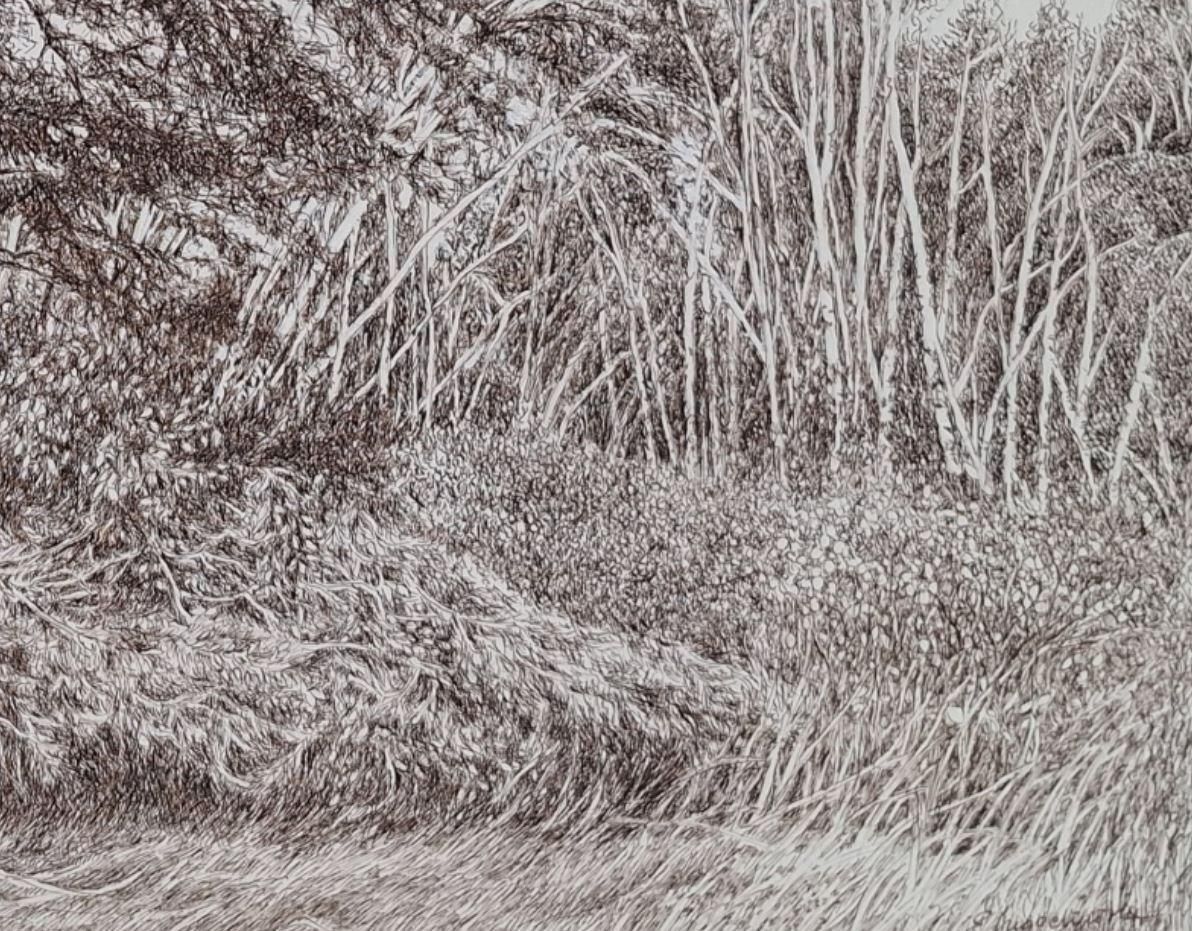 Elżbieta Siegoczyńskapine Trees. Figurative Drawing, Landscape, Realistic, Polish Artist2025 photo 1681.0