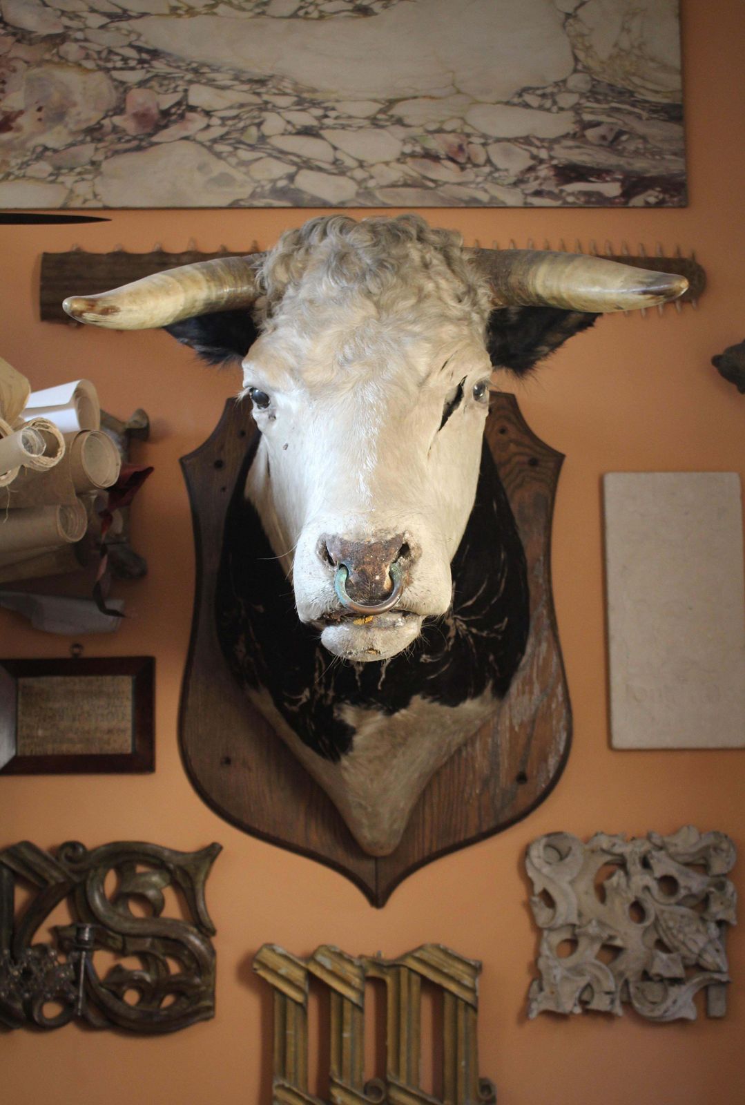 1295.0 Late 19th Century Huge Holstein Stud Bull Taxidermy Head Mount Country House photo