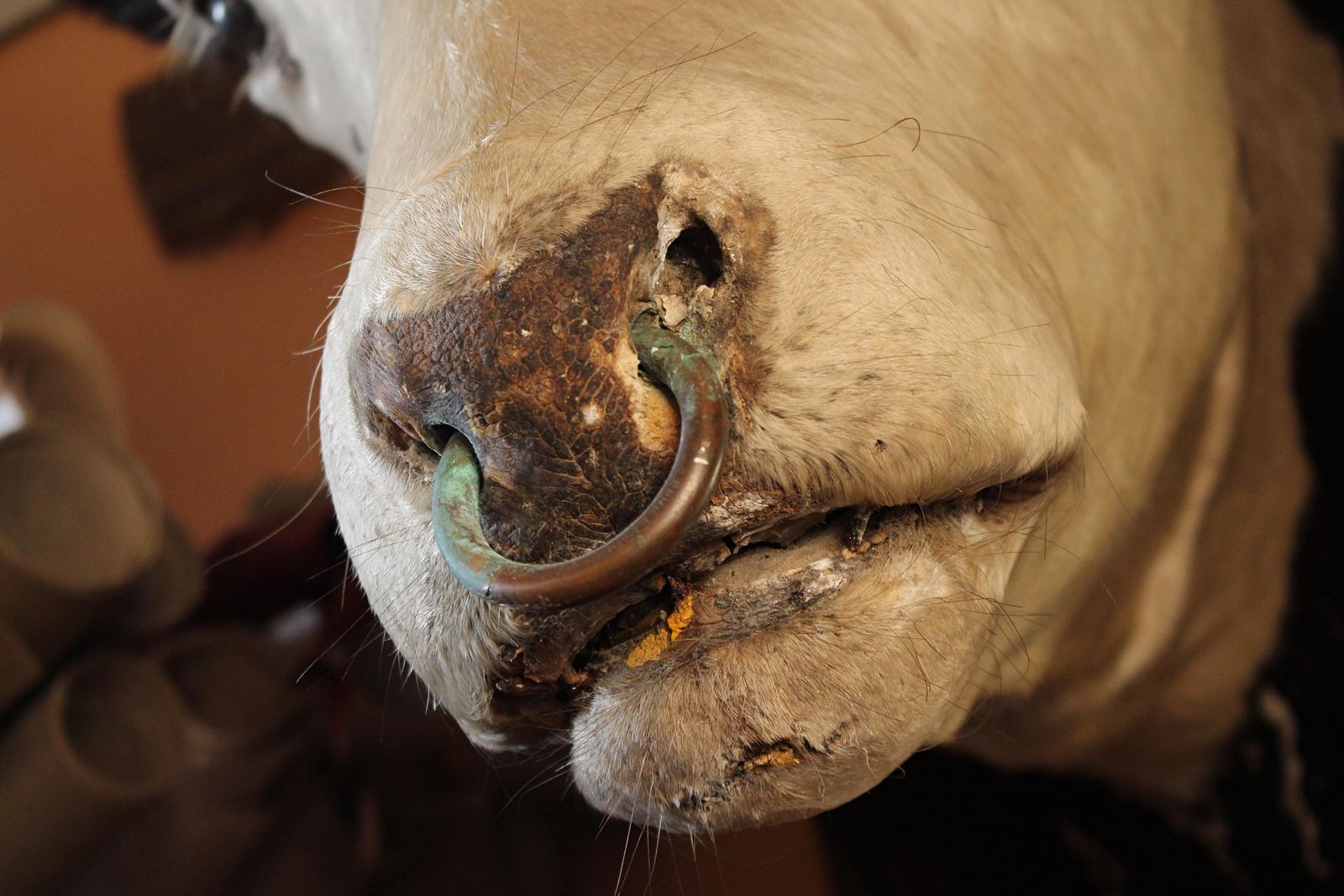 photo vinterior Late 19th Century Huge Holstein Stud Bull Taxidermy Head Mount Country House