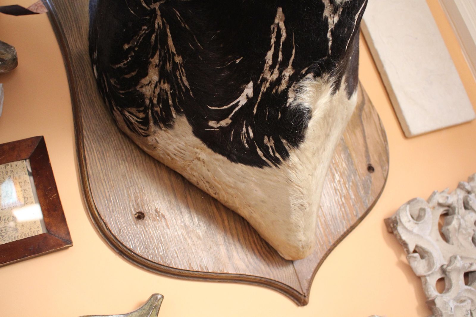 photo vintage Late 19th Century Huge Holstein Stud Bull Taxidermy Head Mount Country House