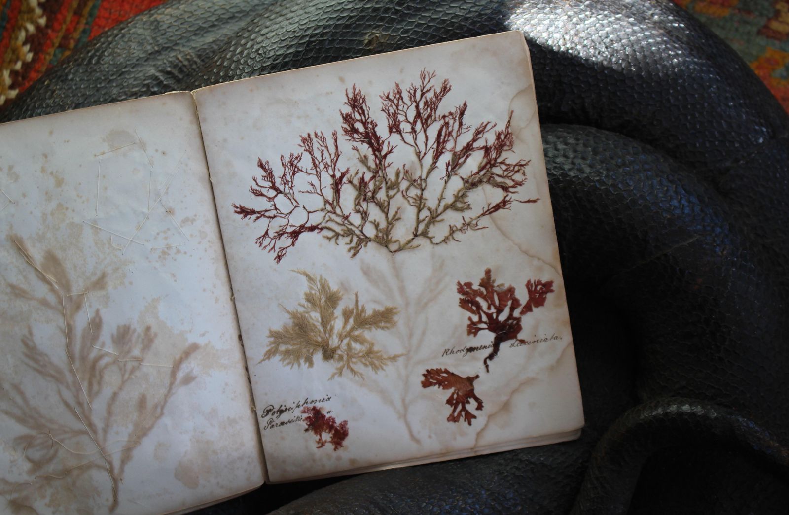 19th Century Dried & Foraged Seaweed Specimen Botanical Book Natural History photo vintage