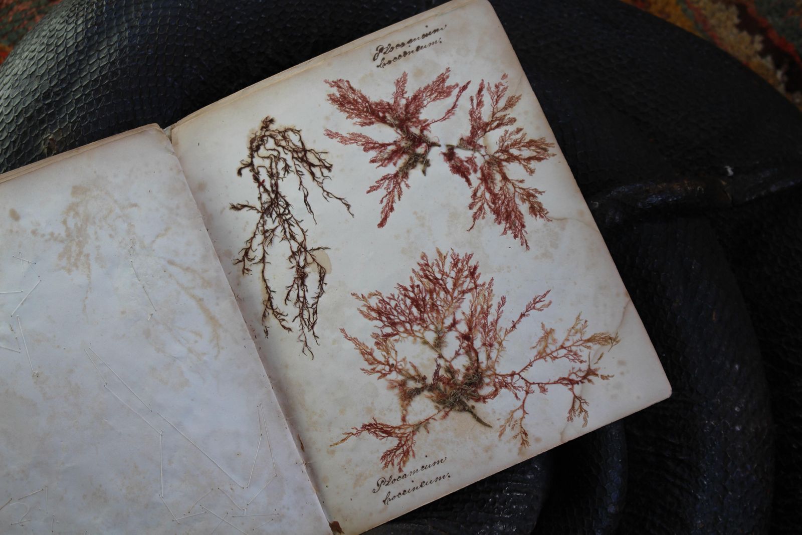 595.0 19th Century Dried & Foraged Seaweed Specimen Botanical Book Natural History photo