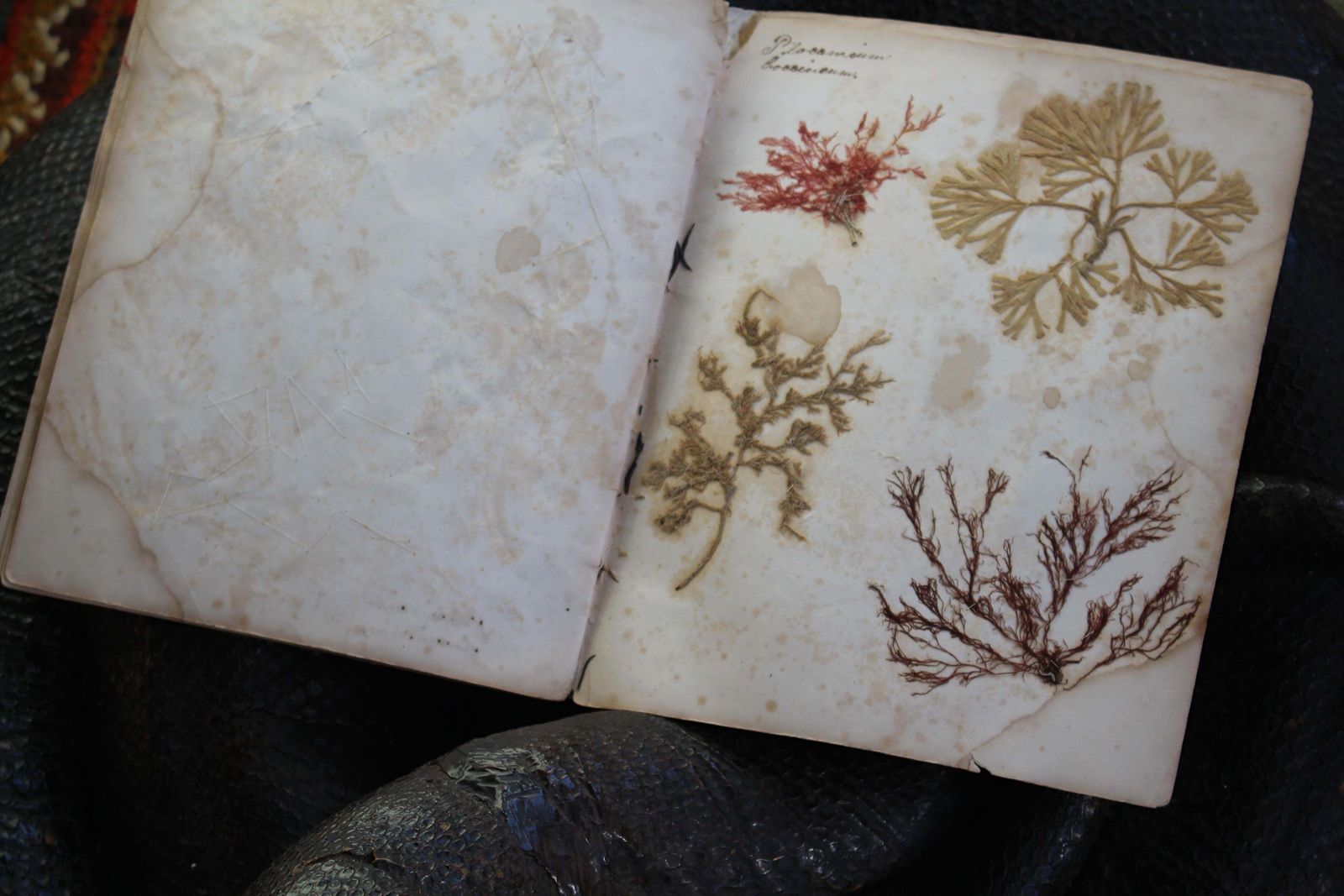 photo buy 19th Century Dried & Foraged Seaweed Specimen Botanical Book Natural History