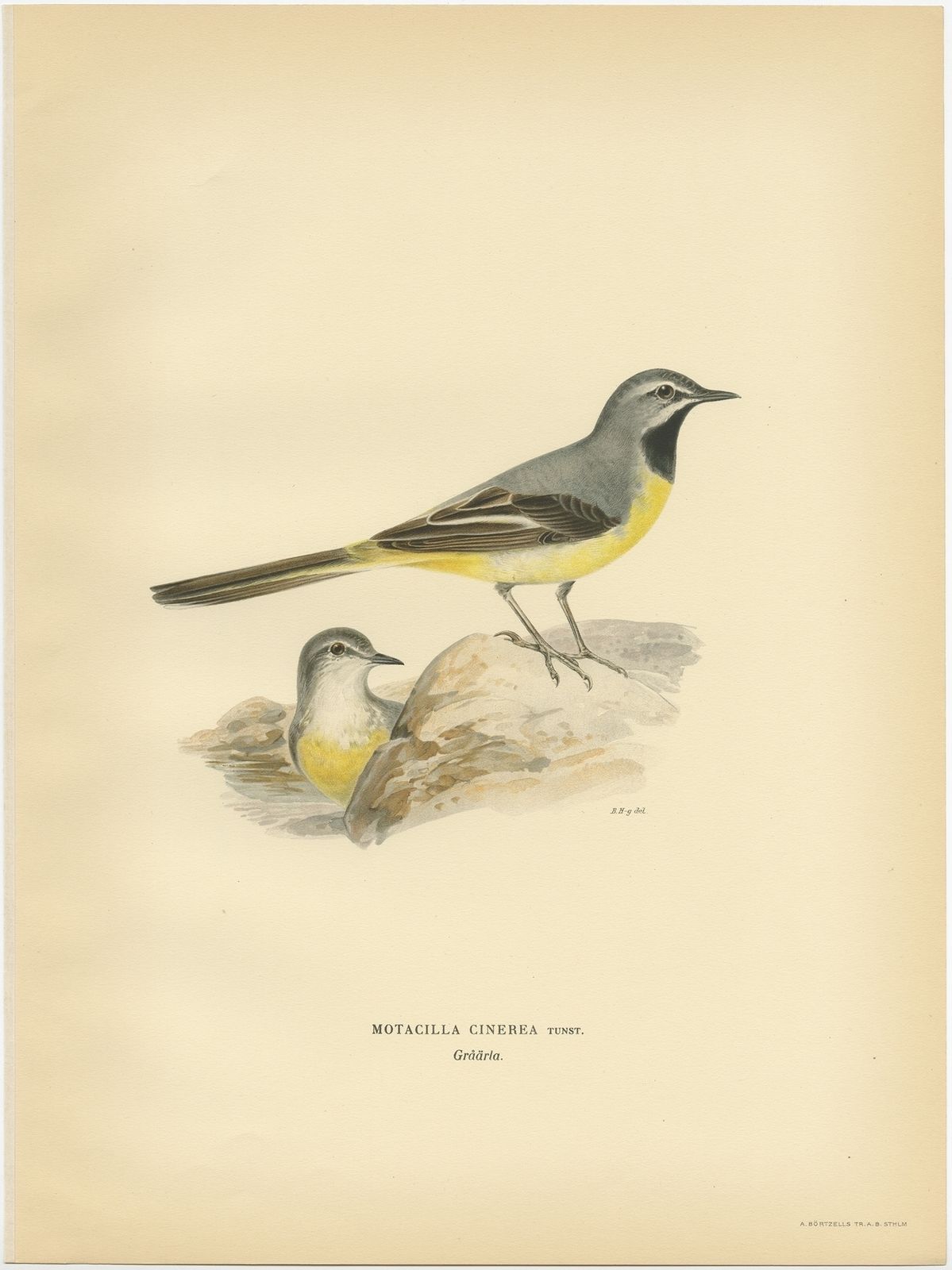 Antique Bird Print Of The Grey Wagtail By Von Wright (1927)