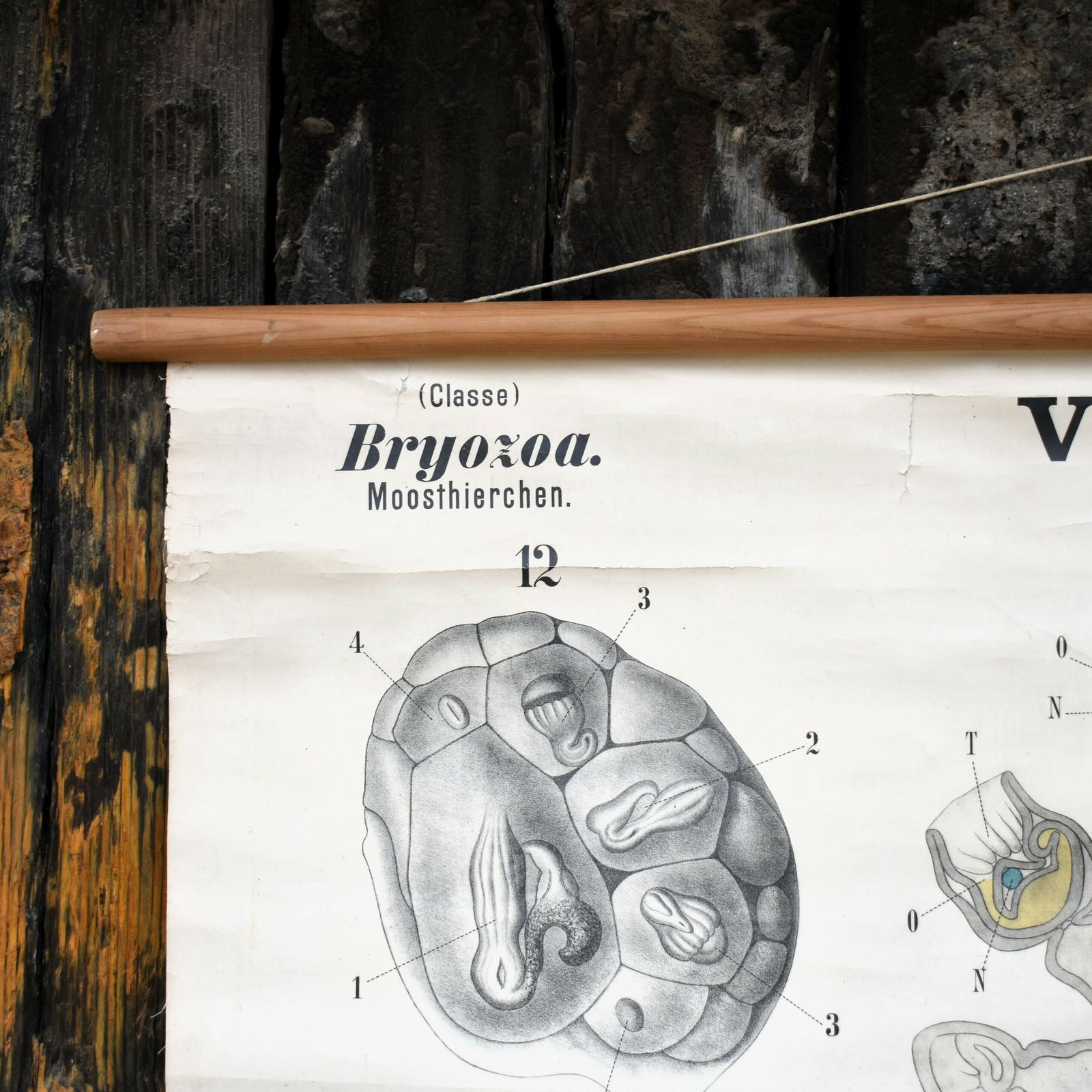 Antique 1880 34 Leuckart Nitches Fischer Entoprocta Scientific Wall Chart Poster photo 295.0