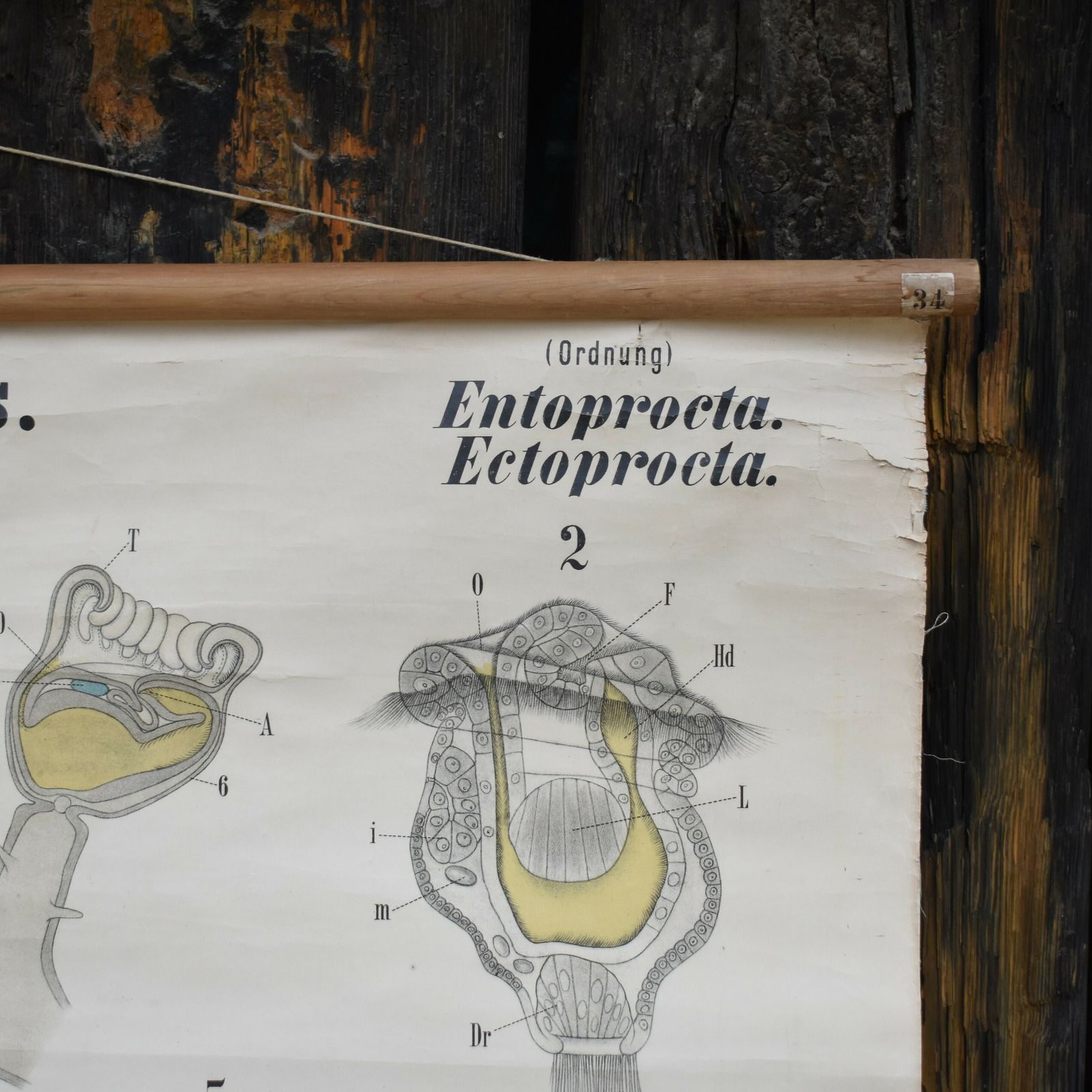 photo for sale Antique 1880 34 Leuckart Nitches Fischer Entoprocta Scientific Wall Chart Poster