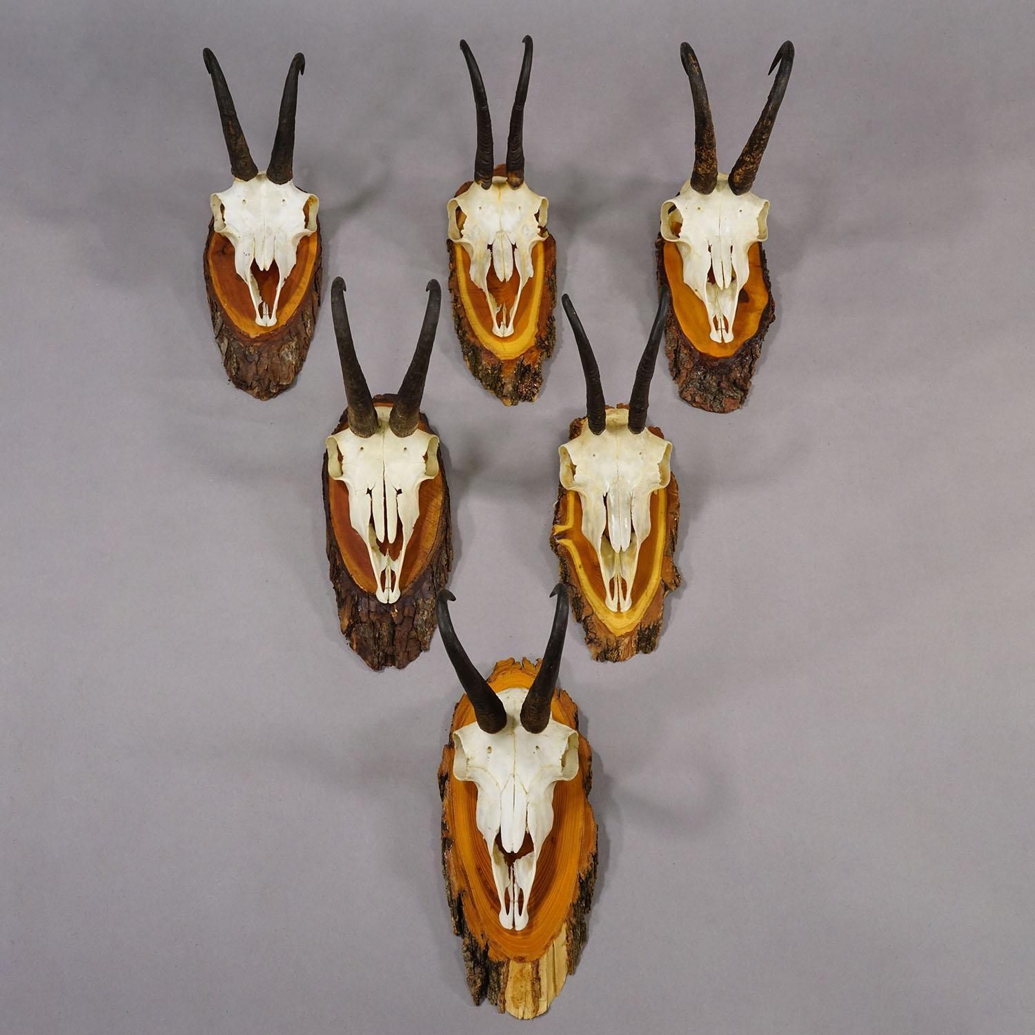 Vintage Set Of Six Chamois Trophies On Wooden Plaques, Germany Ca. 1950s photo furniture
