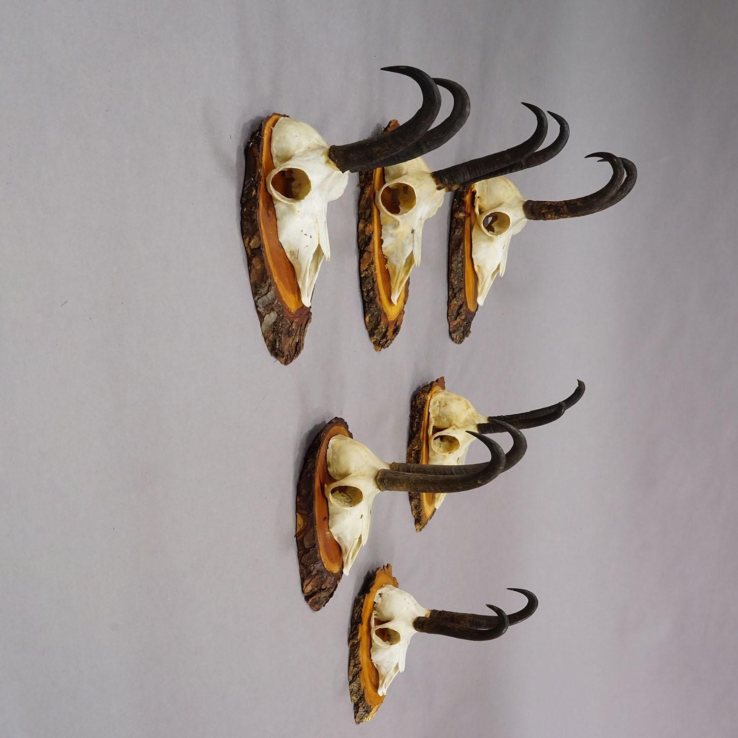 Vintage Set Of Six Chamois Trophies On Wooden Plaques, Germany Ca. 1950s photo for sale