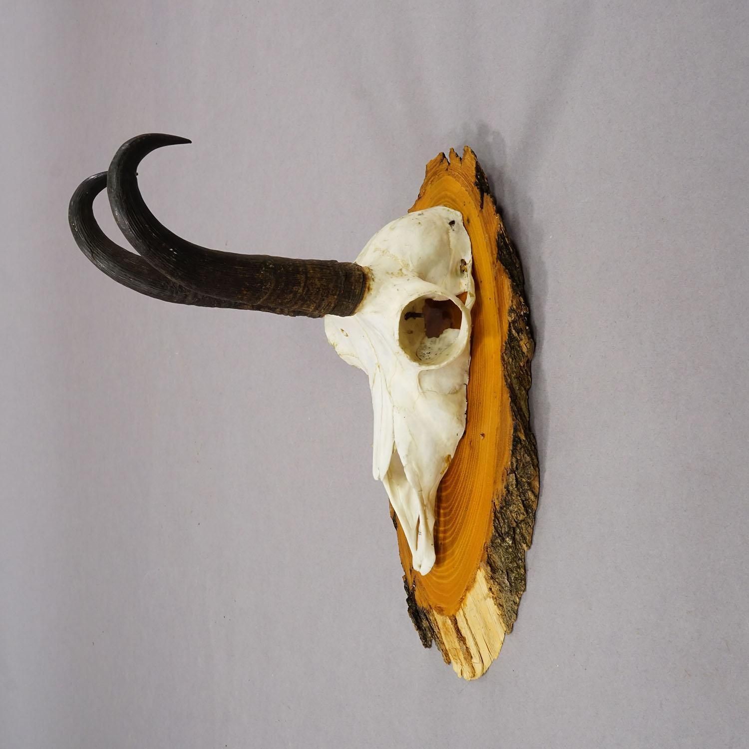 Vintage Set Of Six Chamois Trophies On Wooden Plaques, Germany Ca. 1950s photo 474.0