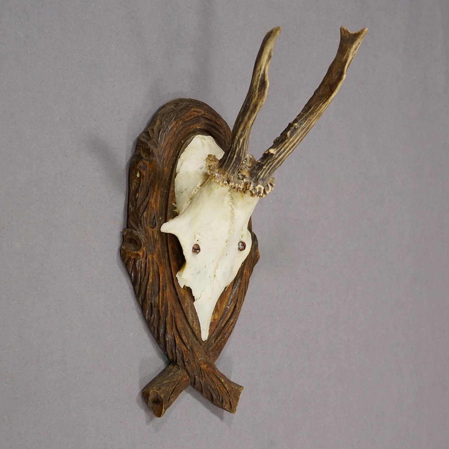 Antique Deer Trophy On Carved Plaque, Germany 1942 photo Art