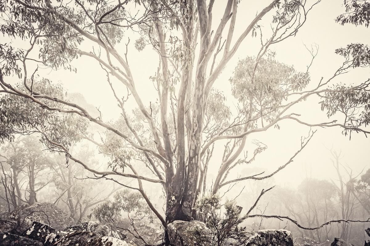 Morgan Silk Eucalyptus I   Tasmanian Natural Landscape Australian Environment Photography 2013