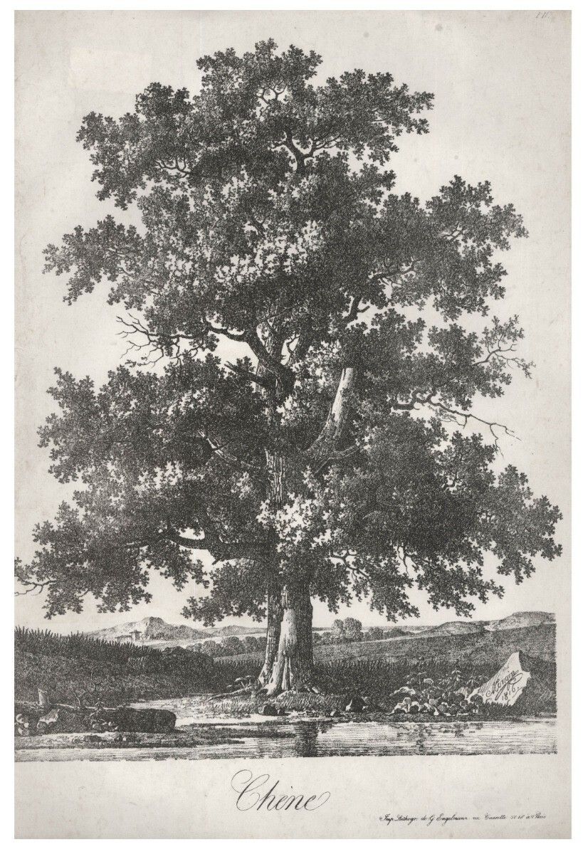 Antoine Pierre Mongin (1761 1827) 1816 Lithograph, Chene