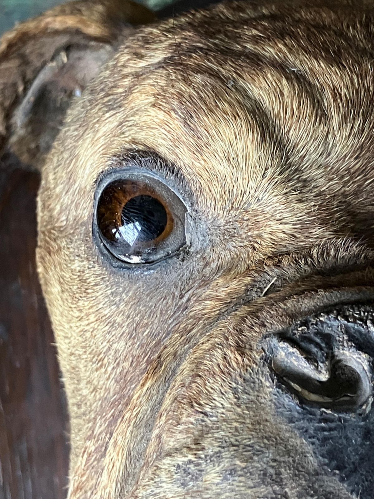 19th Century English Bulldog Taxidermy Head Mount Country House photo vintage