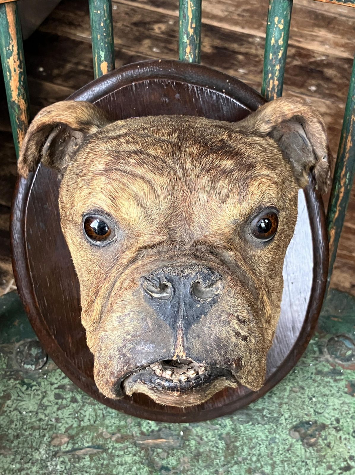 photo vinterior 19th Century English Bulldog Taxidermy Head Mount Country House