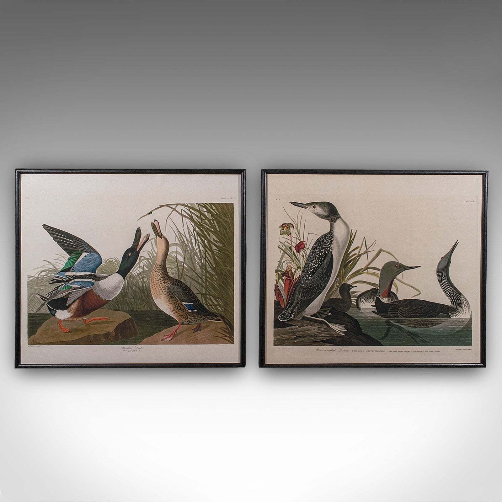 Pair Of Vintage Duck Pictures, English, Framed Print, After Audubon, Art, C.1980 photo furniture