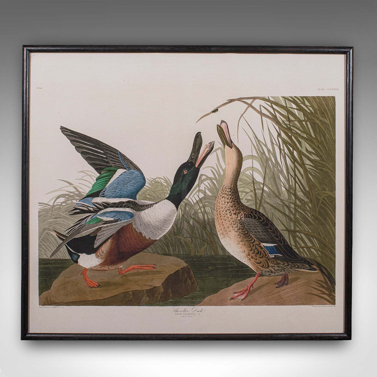 Pair Of Vintage Duck Pictures, English, Framed Print, After Audubon, Art, C.1980 photo for sale